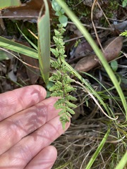 Cheilanthes distans