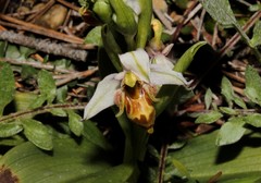 Ophrys dodekanensis