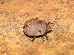 Platycoris bipunctatus
