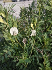 Vicia lutea lutea