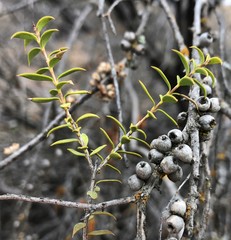 Melaleuca acuminata