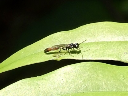 Trypoxylon petiolatum