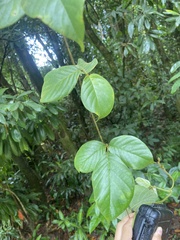 Macropsychanthus hexander