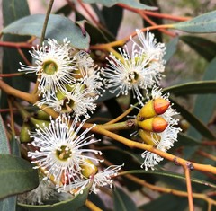 Eucalyptus dumosa