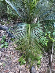 Macrozamia