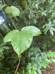 Macropsychanthus hexander