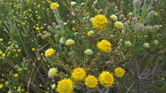 Leucadendron levisanus