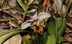 Ophrys dodekanensis