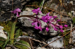 Orchis quadripunctata