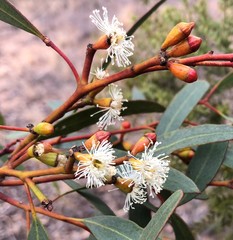 Eucalyptus dumosa