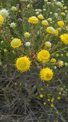 Leucadendron levisanus