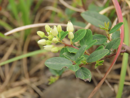 Image of Berchemia lineata by (c) chiuluan, some rights reserved (CC BY)