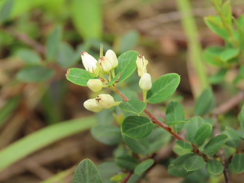 Berchemia lineata (Berchemia lineata)