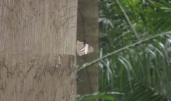 Papilionoidea