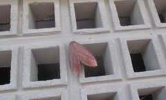 Lepidoptera