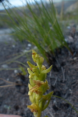 Disa cylindrica