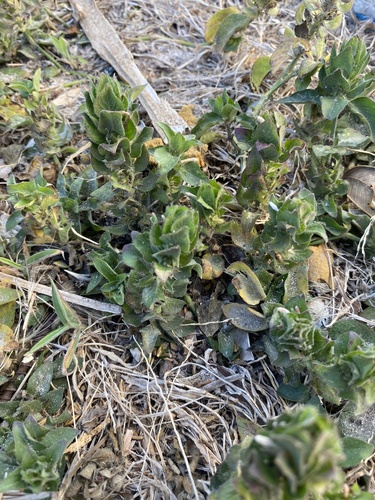 Ruellia image