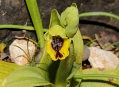 Ophrys lutea galilaea
