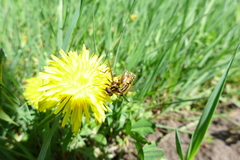 Helophilus pendulus