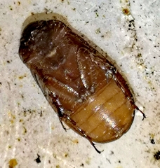 Euserica