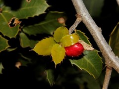 Plagiotrochus quercusilicis
