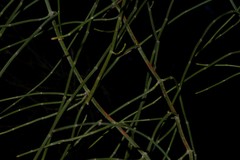 Ephedra foeminea