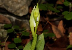 Cephalanthera epipactoides