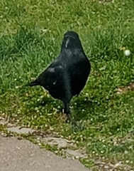 Corvus corone