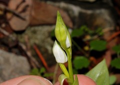 Cephalanthera epipactoides