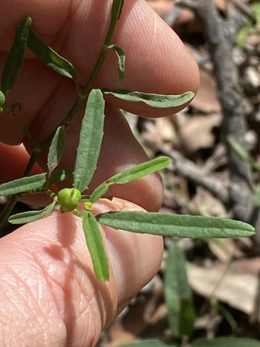 Image of Euphorbia tannensis by (c) Greg Tasney, some rights reserved (CC BY-SA)