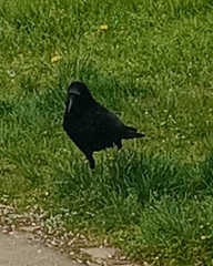 Corvus corone