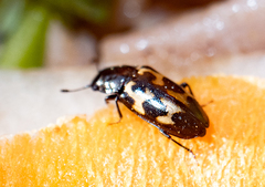 Glischrochilus confluentus