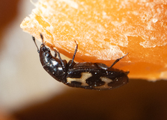 Glischrochilus confluentus