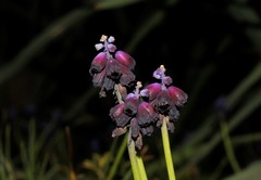 Muscari commutatum
