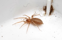 Mesiotelus scopensis