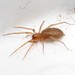 Mesiotelus - Photo (c) Σάββας Ζαφειρίου (Savvas Zafeiriou), some rights reserved (CC BY-NC), uploaded by Σάββας Ζαφειρίου (Savvas Zafeiriou)