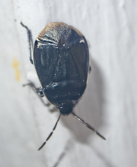 Sehirus cinctus albonotatus