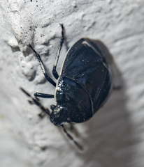 Sehirus cinctus albonotatus