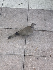 Streptopelia decaocto