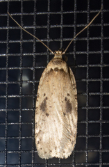 Agonopterix canadensis