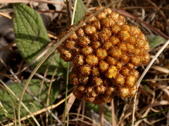 Helichrysum pallidum