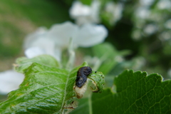 Coleophora anatipennella