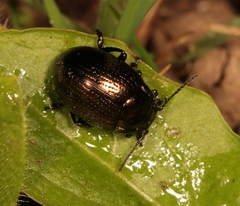 Chrysolina oricalcia