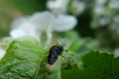 Coleophora anatipennella