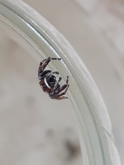 Opisthoncus parcedentatus