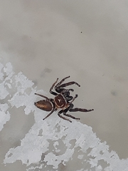 Opisthoncus parcedentatus