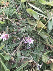 Erodium cicutarium
