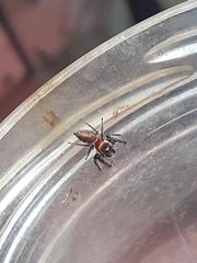 Opisthoncus parcedentatus