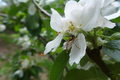 Epistrophe nitidicollis