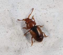 Kateretes pedicularius